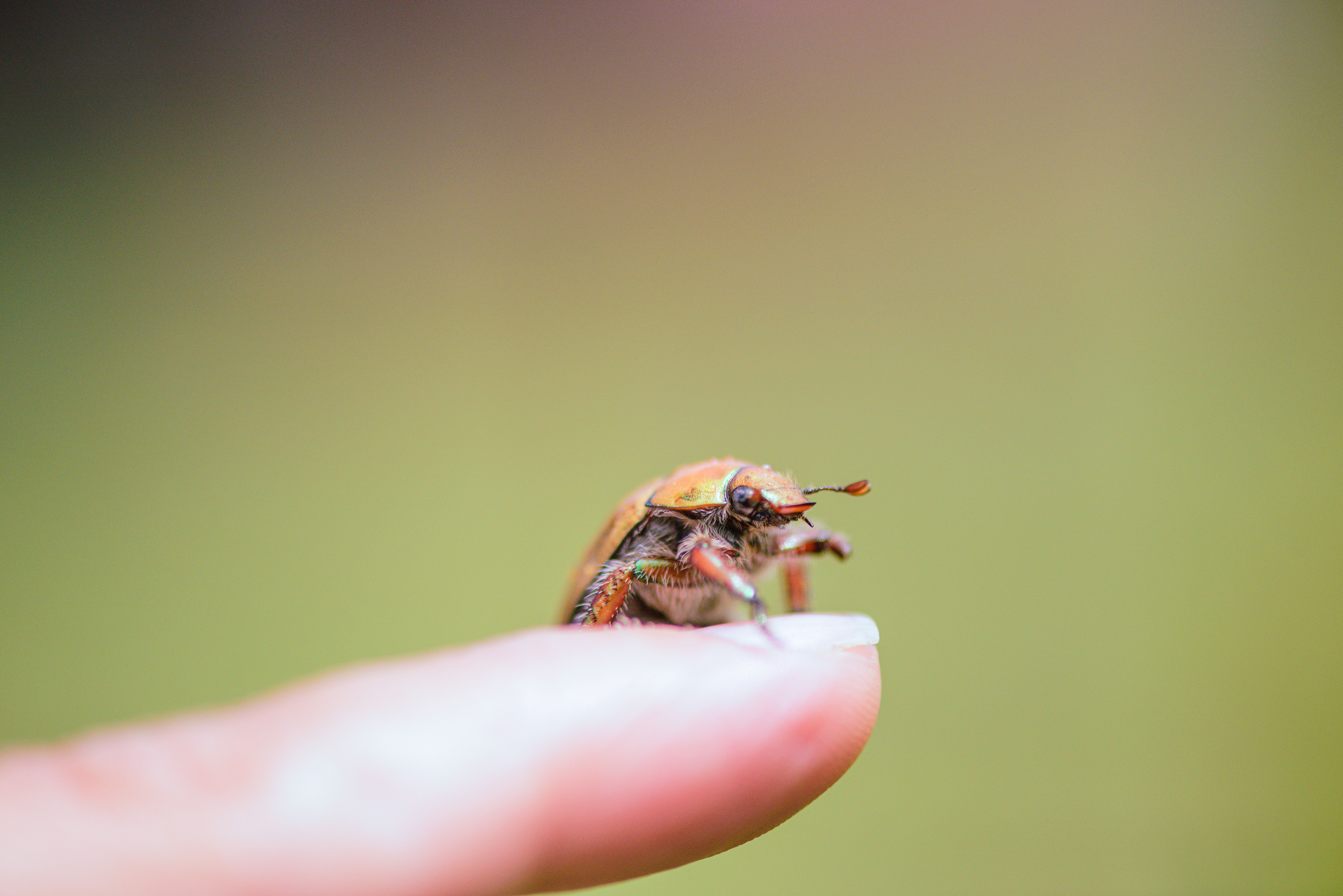 Close-up of a beetle perched on a finger, highlighting its vivid colors and details.