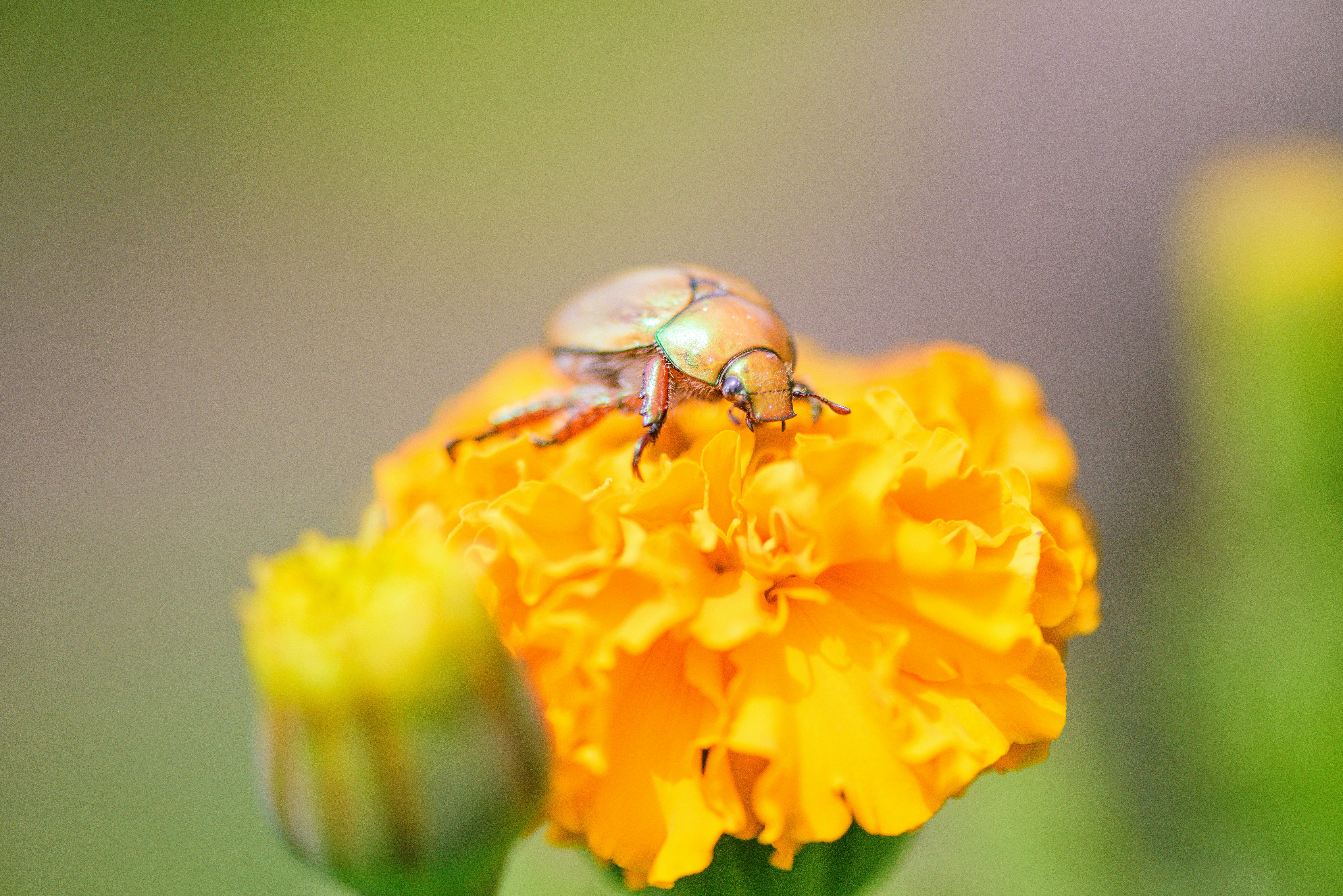 Close-up of a rainbow beetle resting on a bright marigold in natural setting.