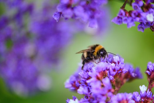 Macro shot capturing a bumblebee collecting nectar on vivid purple flowers in a natural setting.