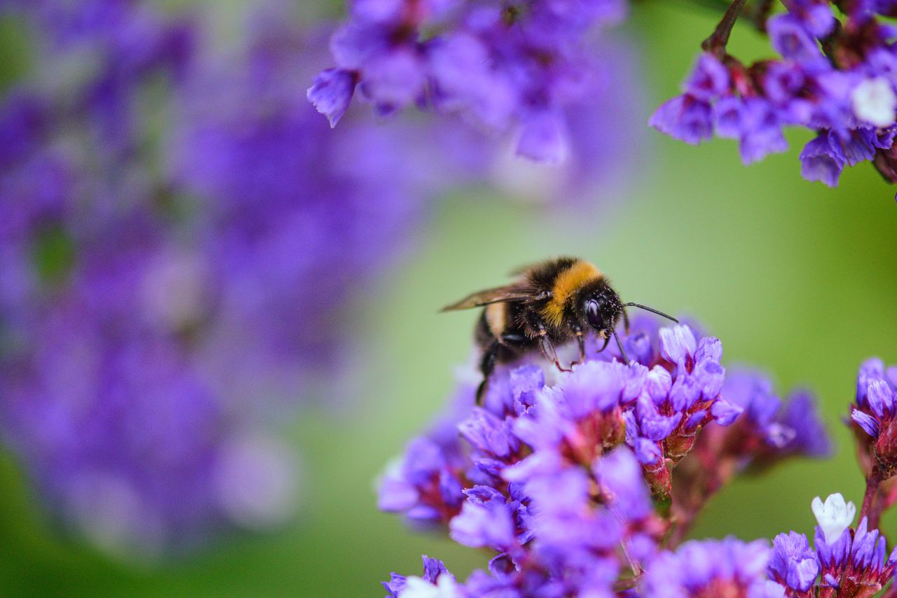 macro shot capturing a bumblebee collecting nectar on vivid purple flo