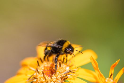 Macro shot of a bumblebee on a vibrant yellow flower with detailed focus on petals and insect.