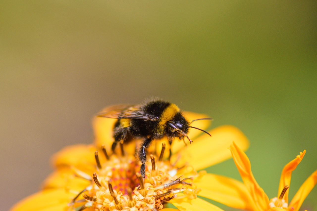macro shot of a bumblebee on a vibrant yellow flower with detailed foc