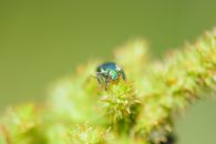 Close-up of a vibrant green beetle perched delicately on a floral bud showcasing nature's intricate details.