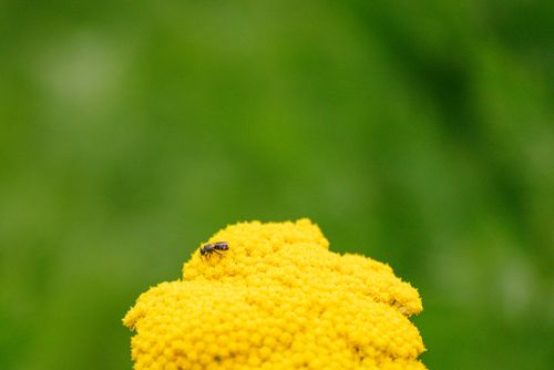 Free Close-up macro image of a small insect perched on a vibrant yellow flower blossom against a blurred green background. Stock Photo