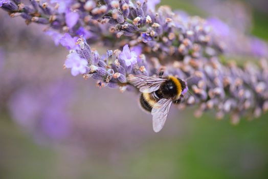 Macro shot of a bumblebee collecting nectar from vibrant lavender flowers in Hobart, Australia.