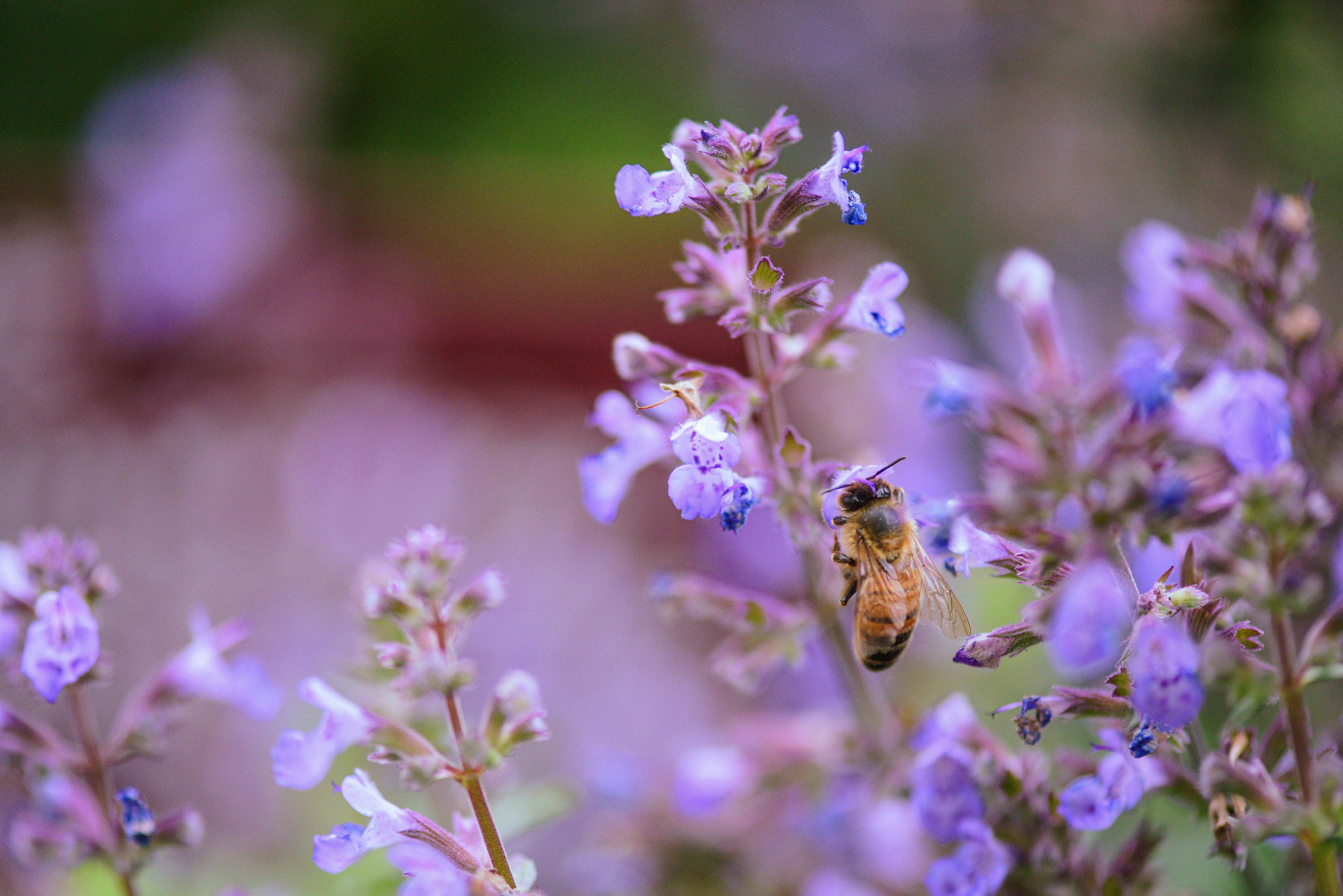 免費 api mellifera, 修剪花草, 充滿活力 的 免費圖庫相片 圖庫相片