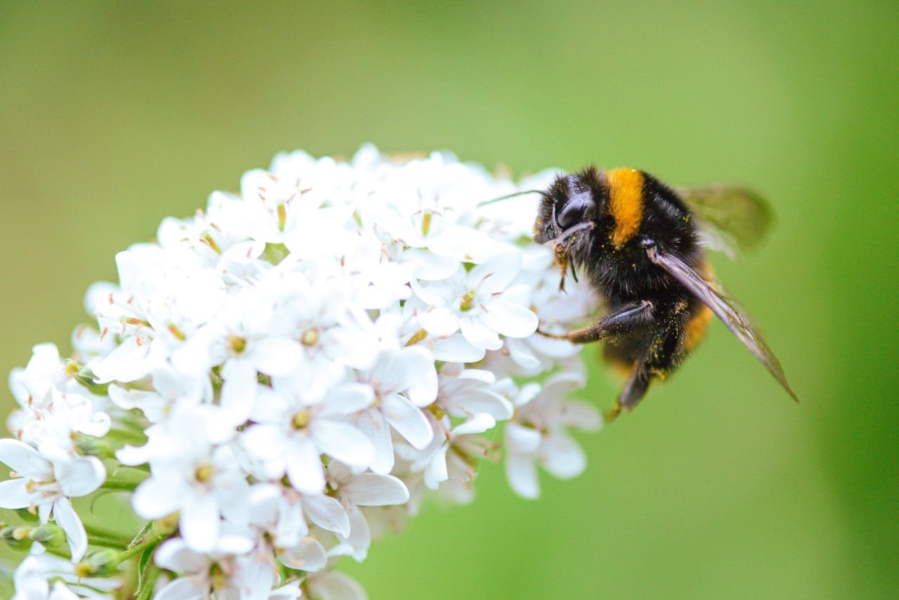 detailed macro shot of a bumblebee on white flowers capturing the beau