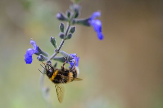 Close-up of a bumblebee on lavender flower during springtime in Hobart, Australia.