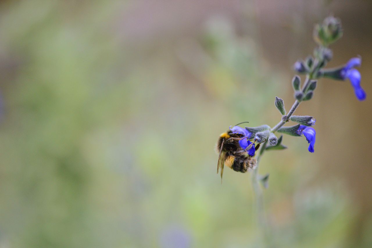 macro shot of a bee collecting nectar from a blue flower in hobart tas