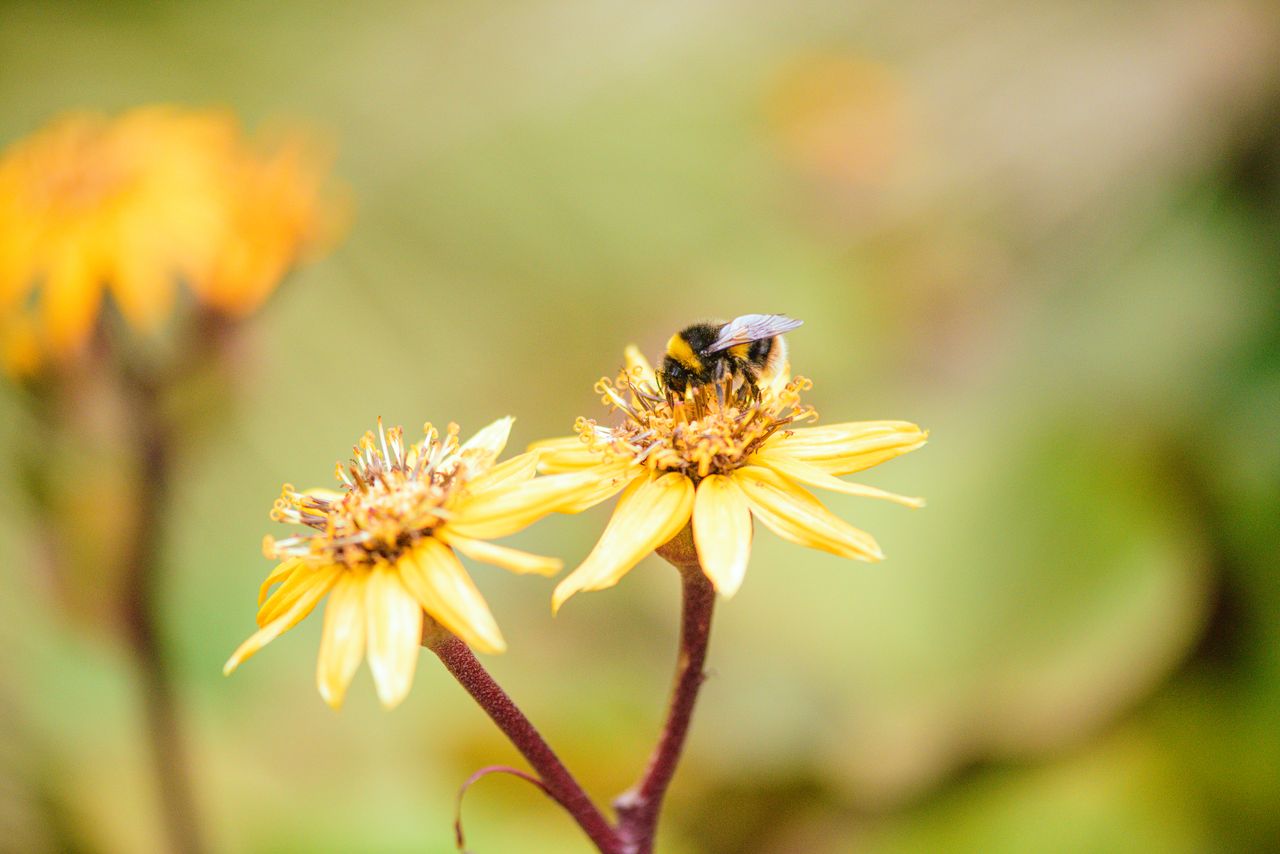 close up of a bumblebee pollinating a yellow daisy flower in a natural