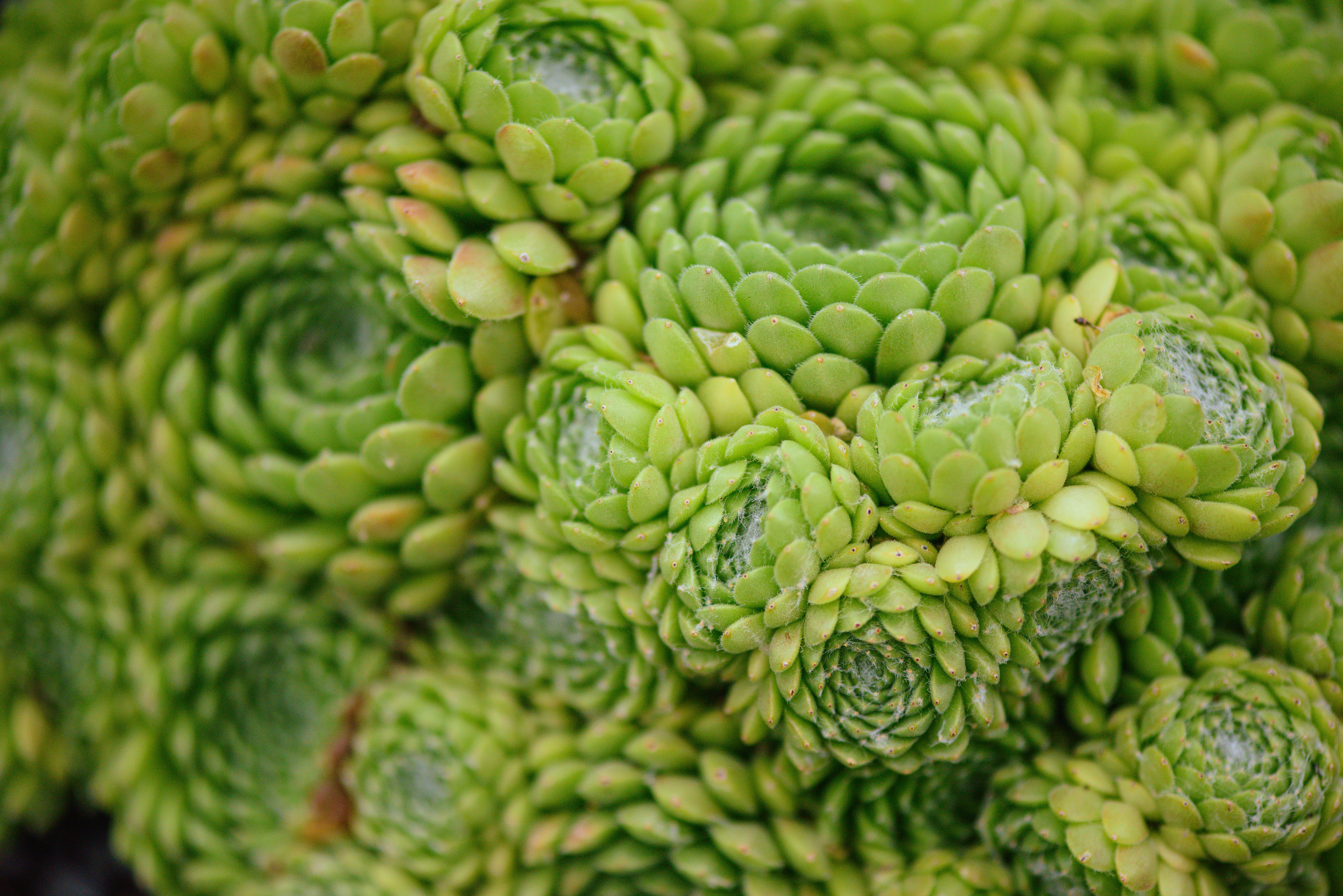 Detailed macro shot of tightly packed green succulent rosettes showcasing natural patterns.