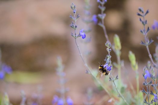 Close-up of bumblebee on purple flowers in Hobart, showcasing nature's beauty.