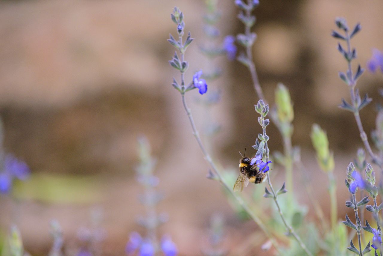 close up of bumblebee on purple flowers in hobart showcasing nature s