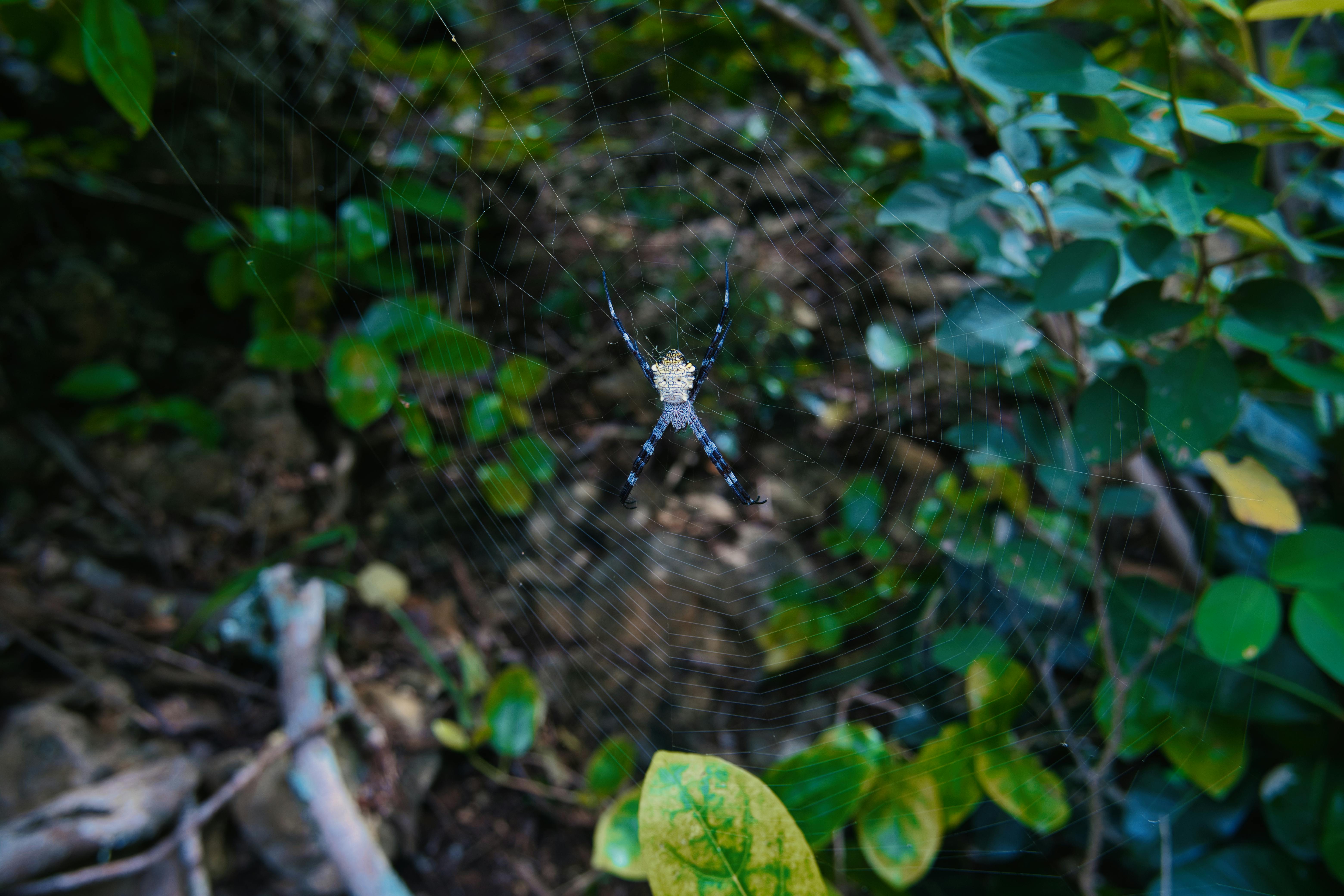 Close-up of a spider on its web in a lush forest setting, showcasing nature's intricate beauty.