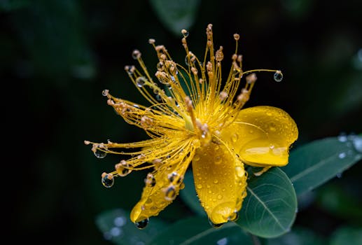 Close-up of a vibrant yellow flower with fresh dew drops, offering a serene look at nature's beauty.