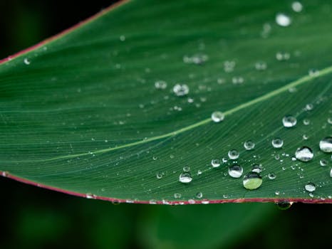 Close-up of dewdrops on a lush green leaf with red edges, highlighting nature's delicate beauty.