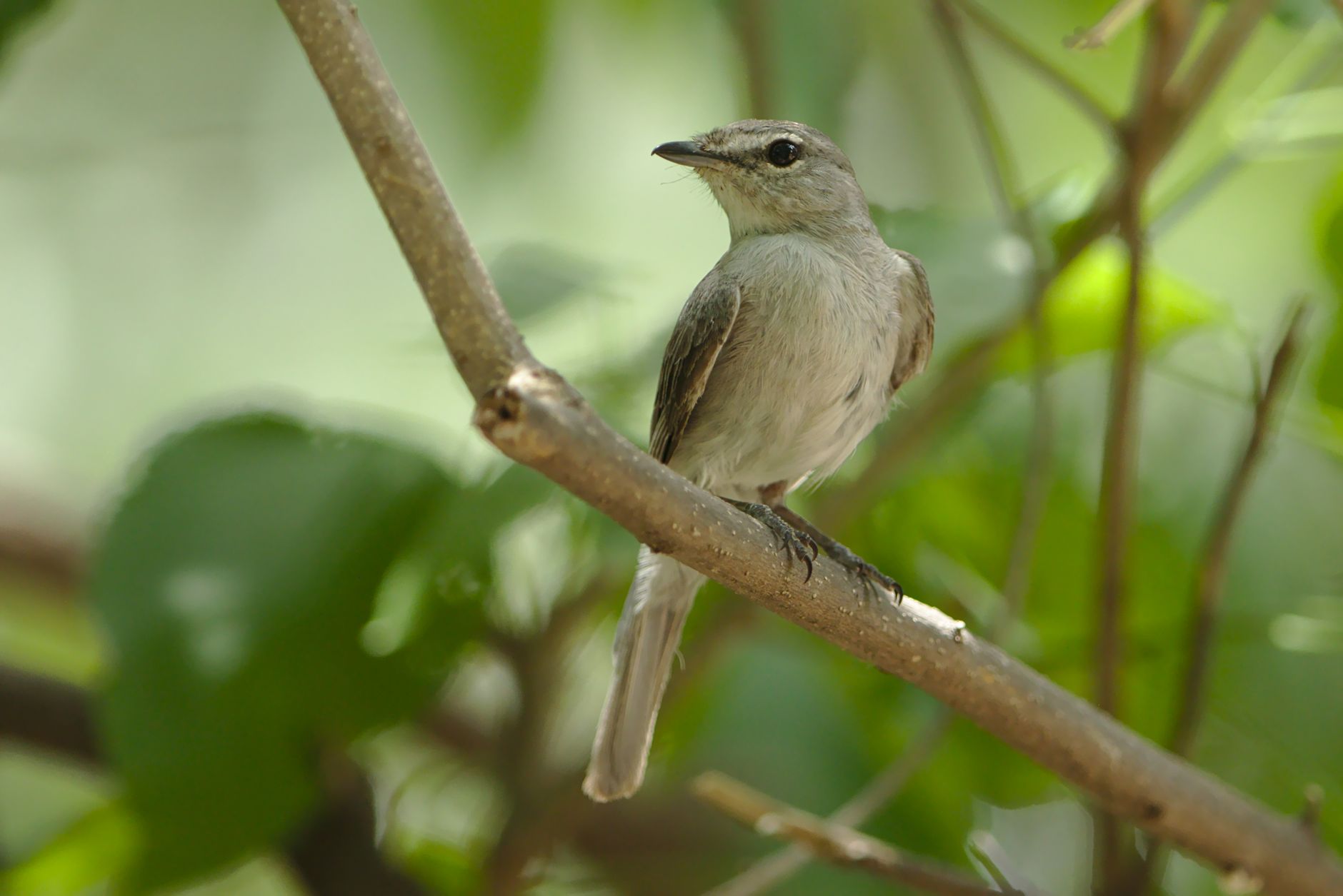 Close-up of an ashy flycatcher on a branch in a vibrant green setting.