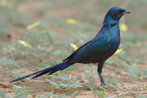 Free A vibrant Meve's Starling (Lamprotornis mevesii) captured in natural habitat at Mapungubwe, South Africa. Stock Photo