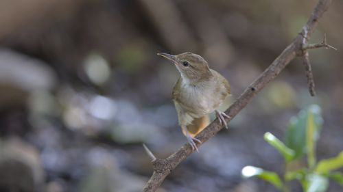 Free Close-up of a terrestrial brownbul perched on a branch, showcasing its delicate features. Stock Photo