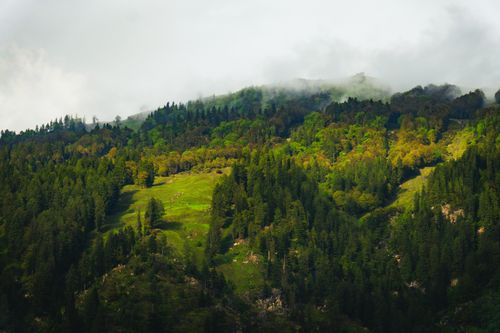 Free A captivating view of a lush green forest on a misty mountain slope. Stock Photo
