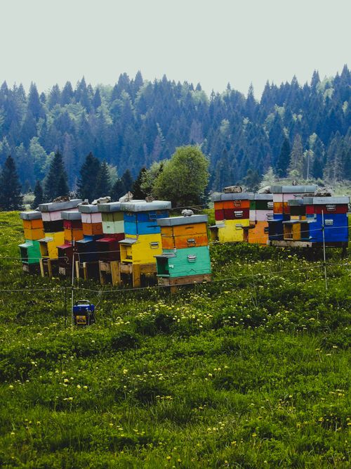 Free A vibrant collection of beehives situated in a verdant mountain meadow. Stock Photo