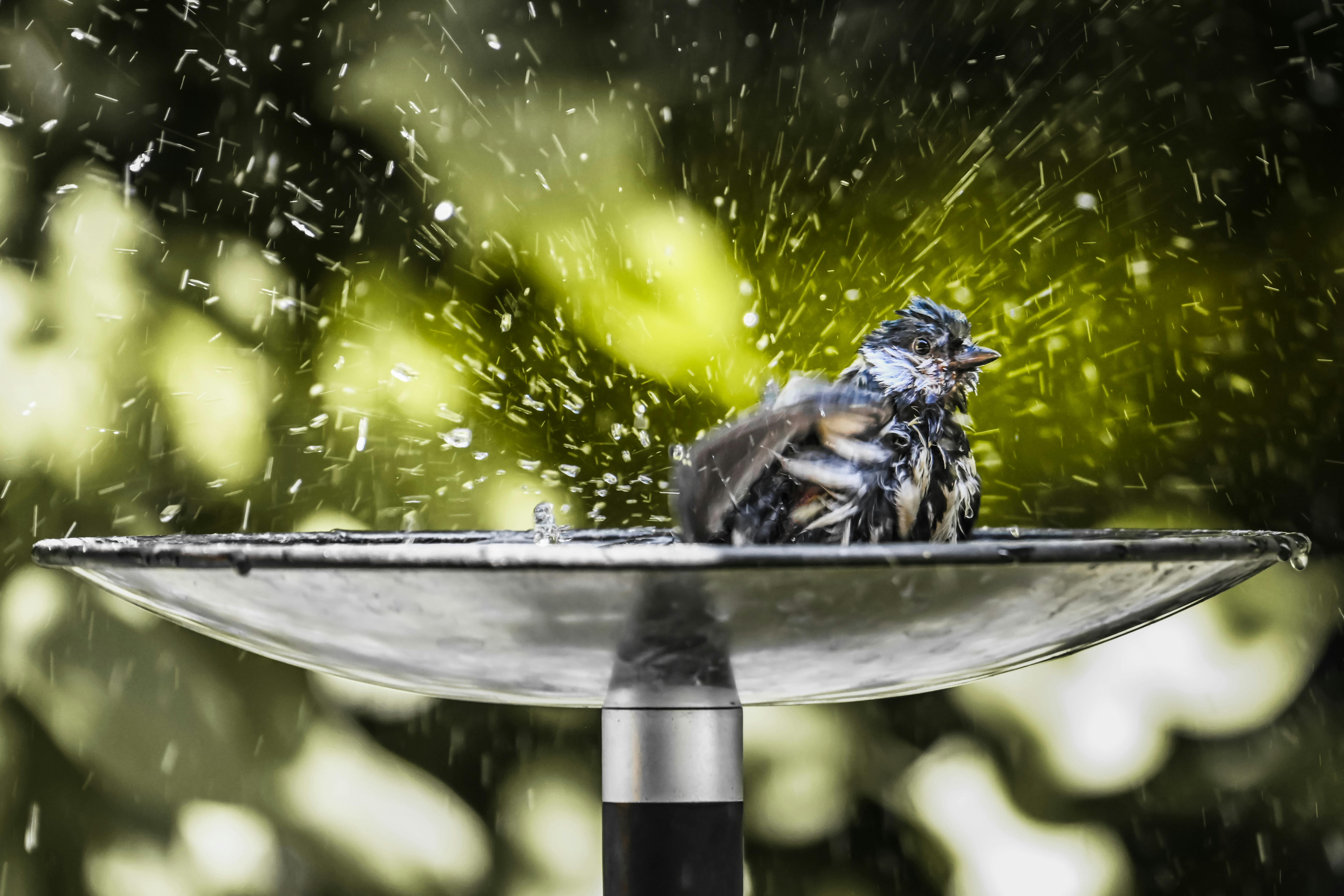 bird bath mister spray feather hygiene