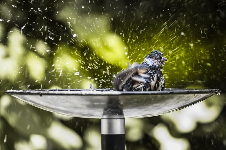 bird bath mister spray feather hygiene