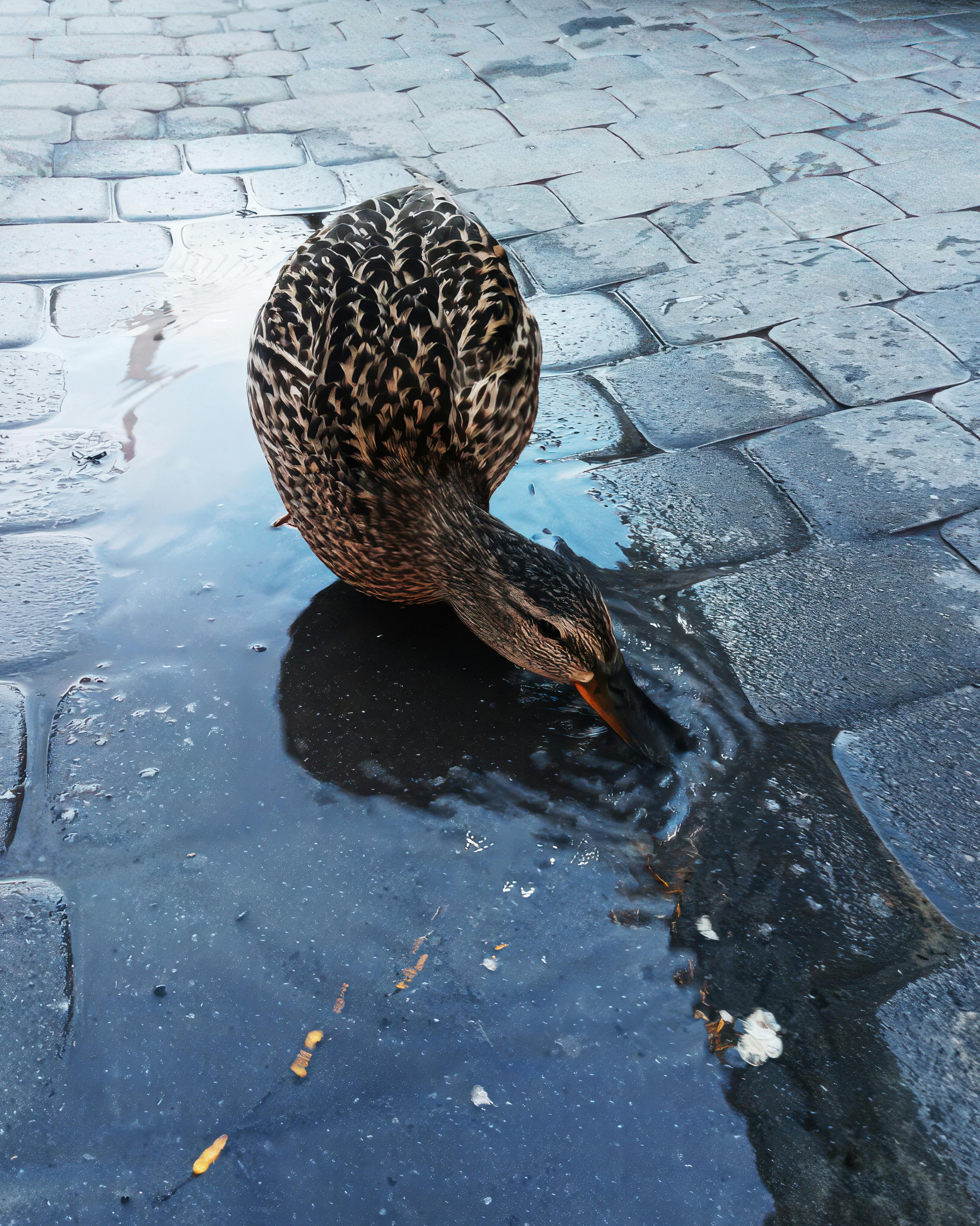 Se întrerupe furnizarea apei pe strada Ana Ipătescu.