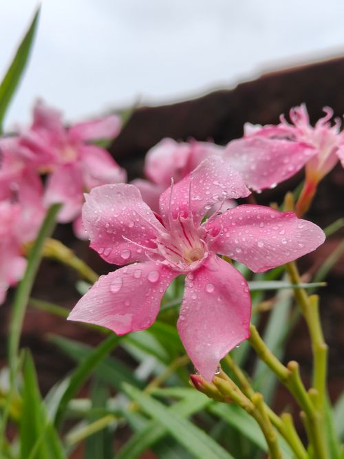 Free Beautiful pink oleander flowers with fresh morning dew. Stock Photo
