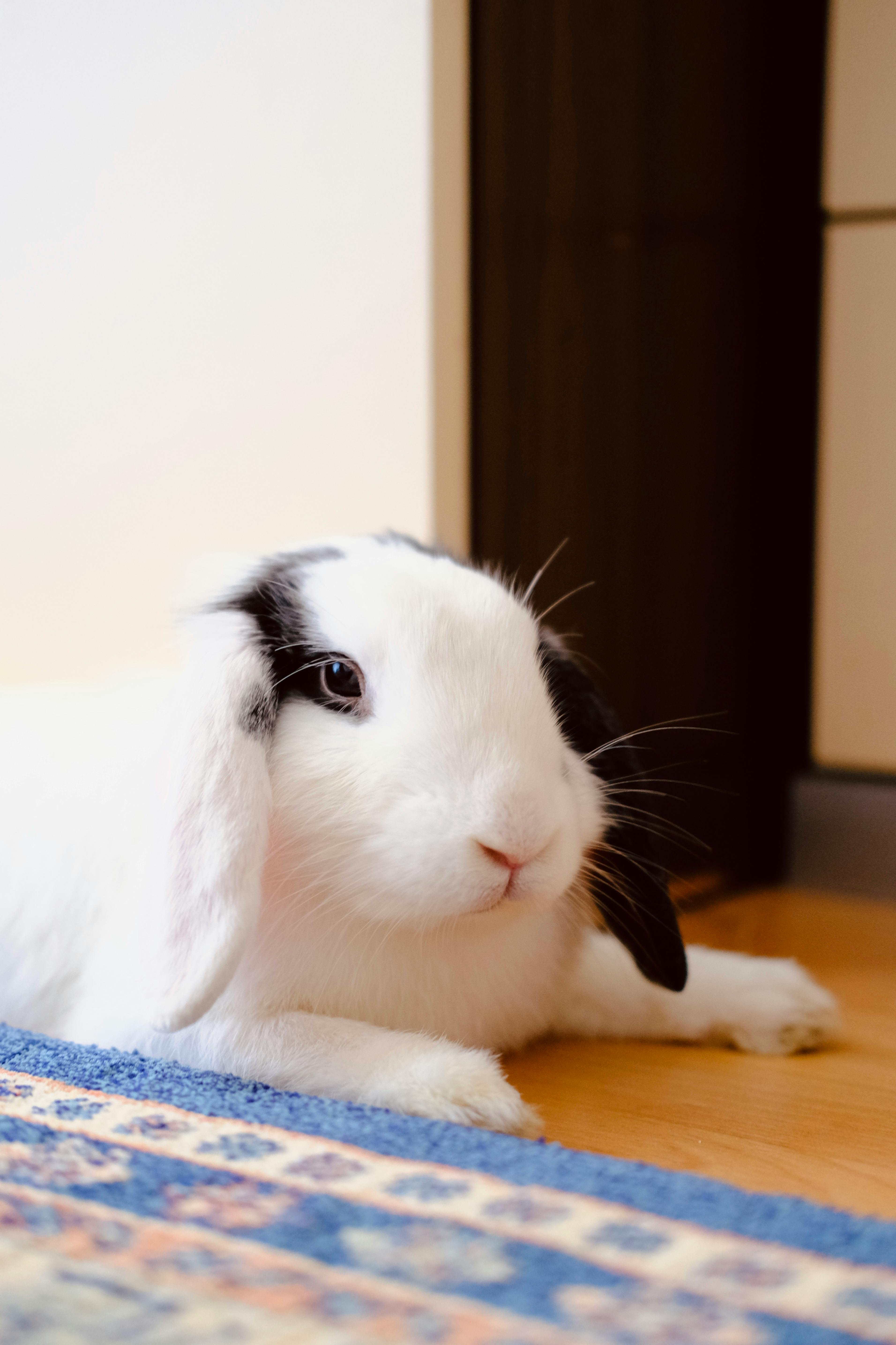 Adorable Holland Lop rabbit lying comfortably on a carpet indoors, Aydın, Türkiye.