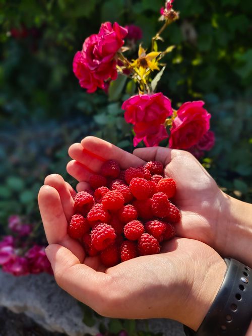 Free A handful of ripe raspberries cradled in hands against a background of vibrant pink roses. Stock Photo