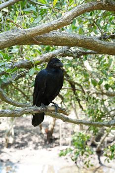 crow photo