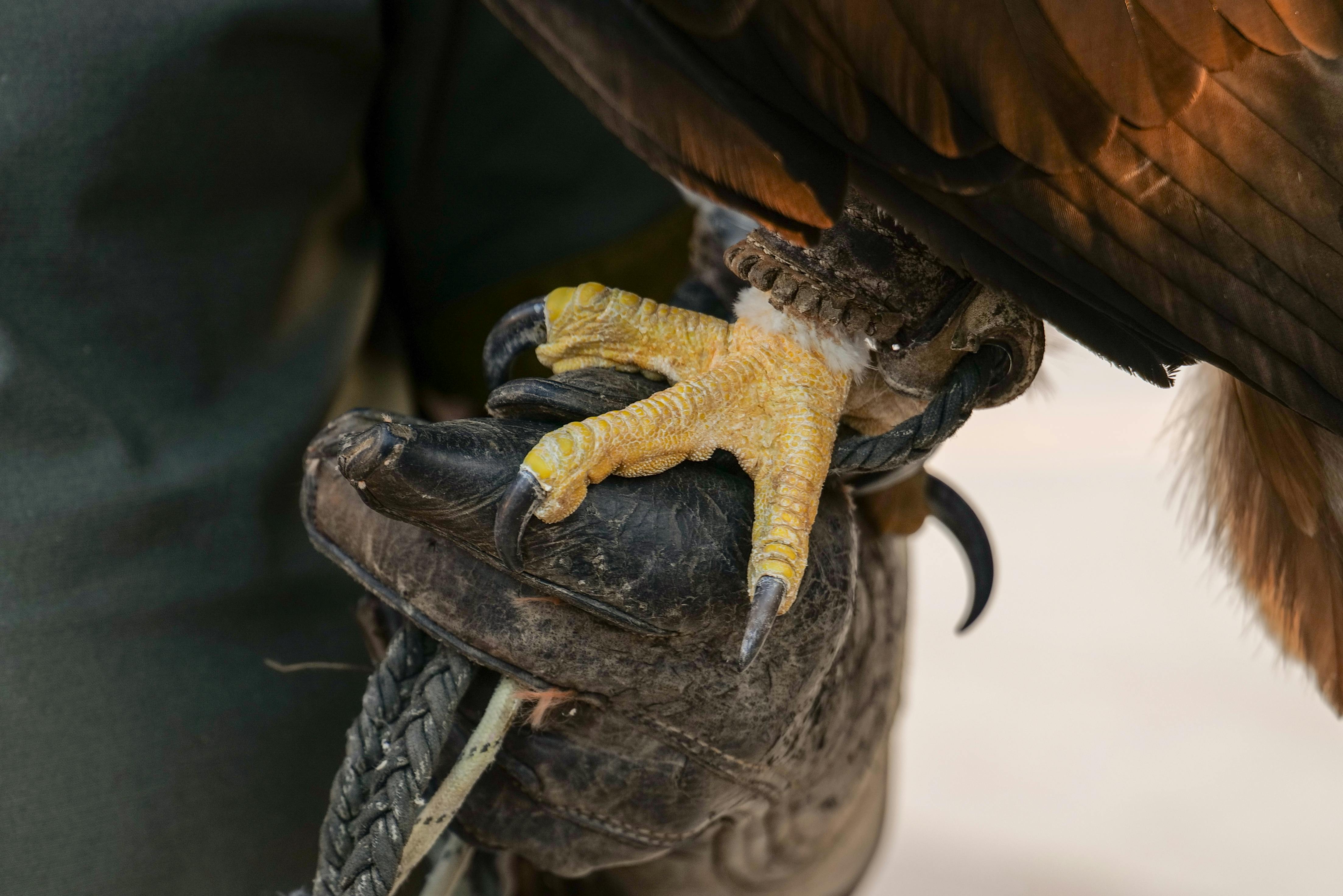 Detailed image of an eagle's talon gripping a gloved hand, showcasing strength and precision.