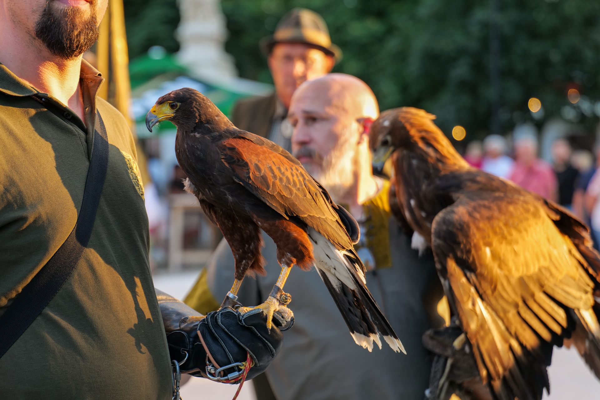 Men handling falconry-trained hawks during an outdoor event in Bjelovar, Croatia.