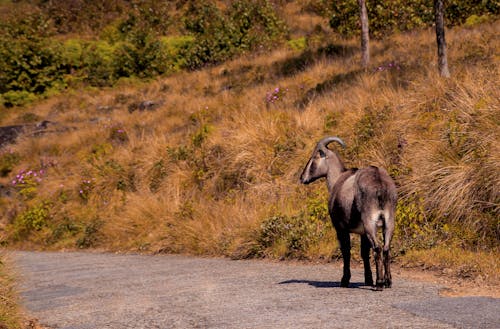 Foto profissional grátis de ameaçado de extinção, animais selvagens, animal