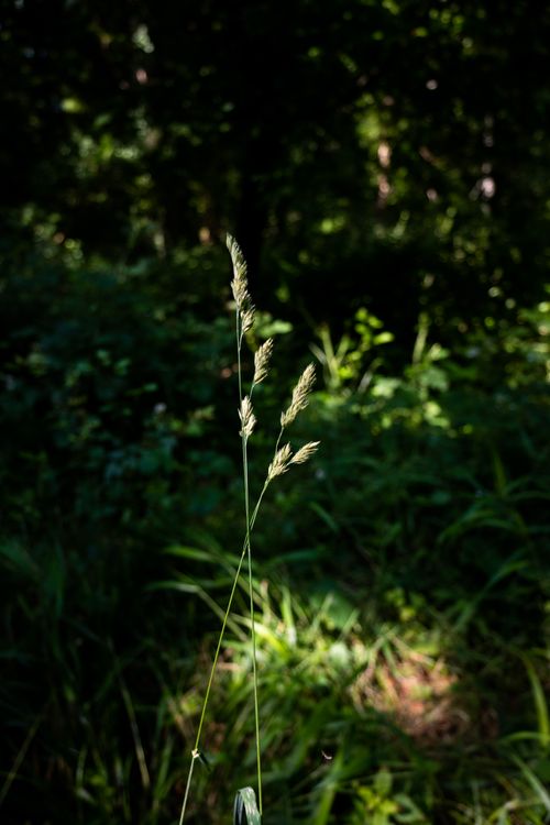 Free Close-up of grass in a forest with sunlight filtering through the trees. Stock Photo
