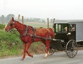 Amish Horse and Buggy Ride in Rural Pennsylvania