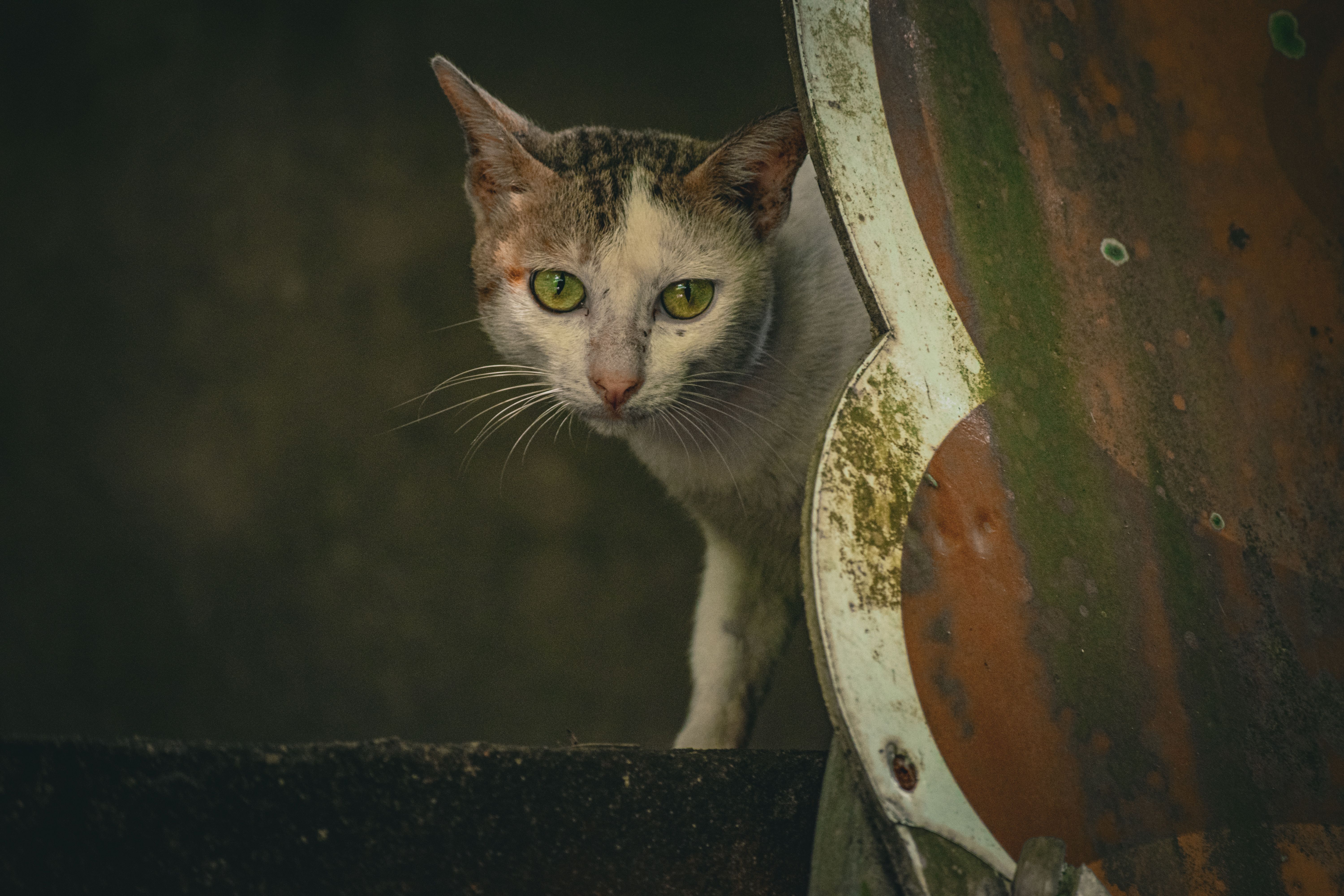 cat sensing