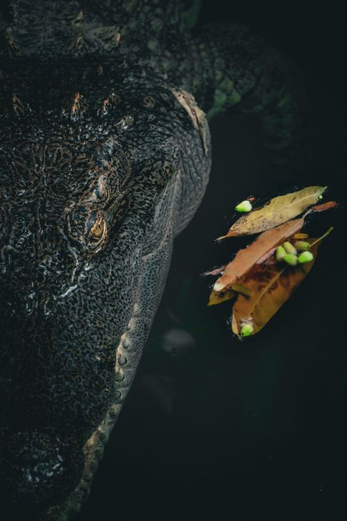 Free Close-up of a crocodile's head submerged in dark water, featuring floating leaves. Stock Photo