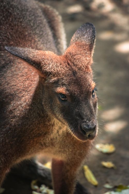 Free Detailed close-up of a wallaby under sunlight. Natural light highlights its fur texture. Stock Photo
