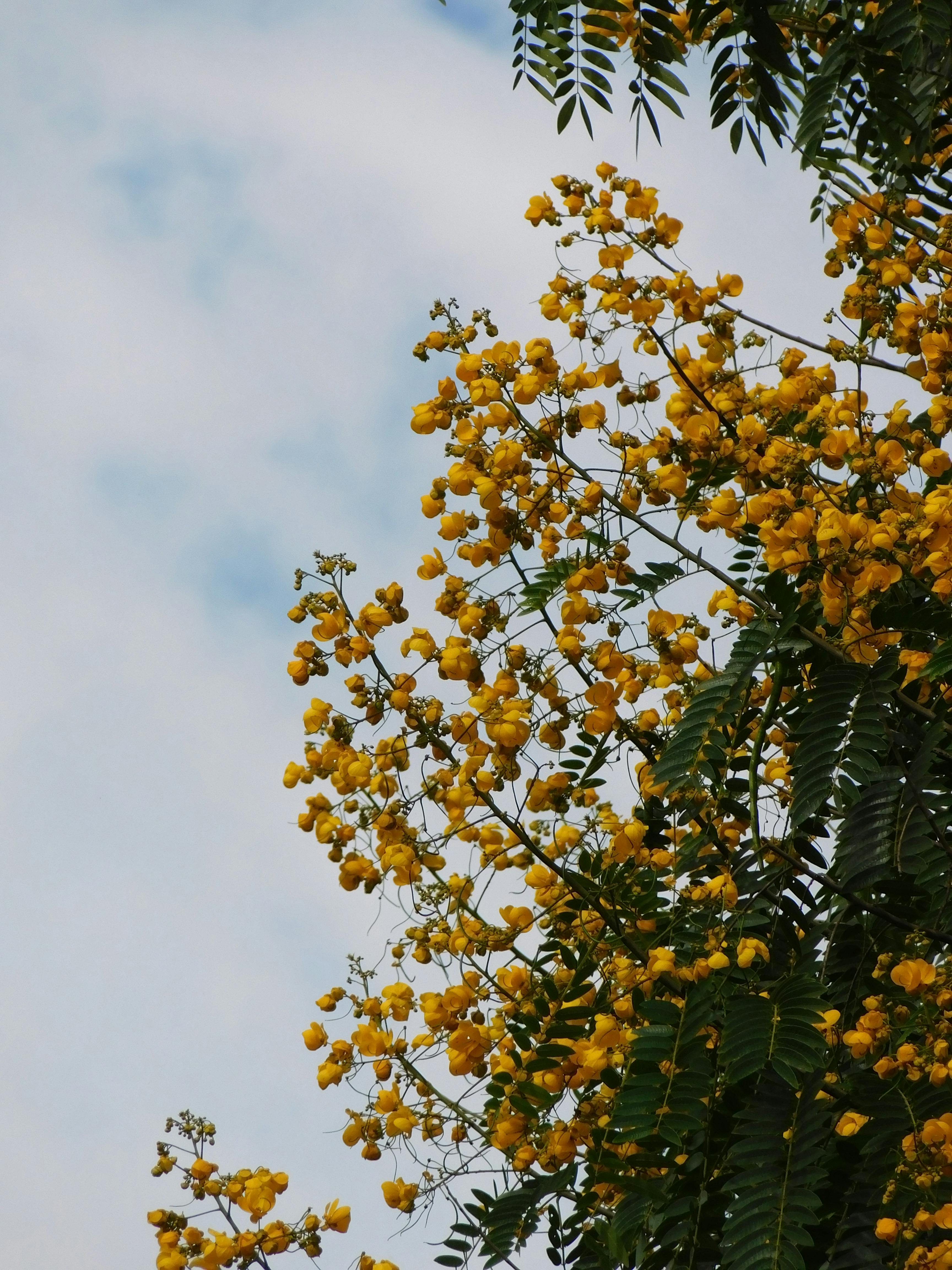 [ColoSach]-lush-yellow-cassia-flowers-bloom-against-a-bright-sky-in-são-paulo,-brazil.