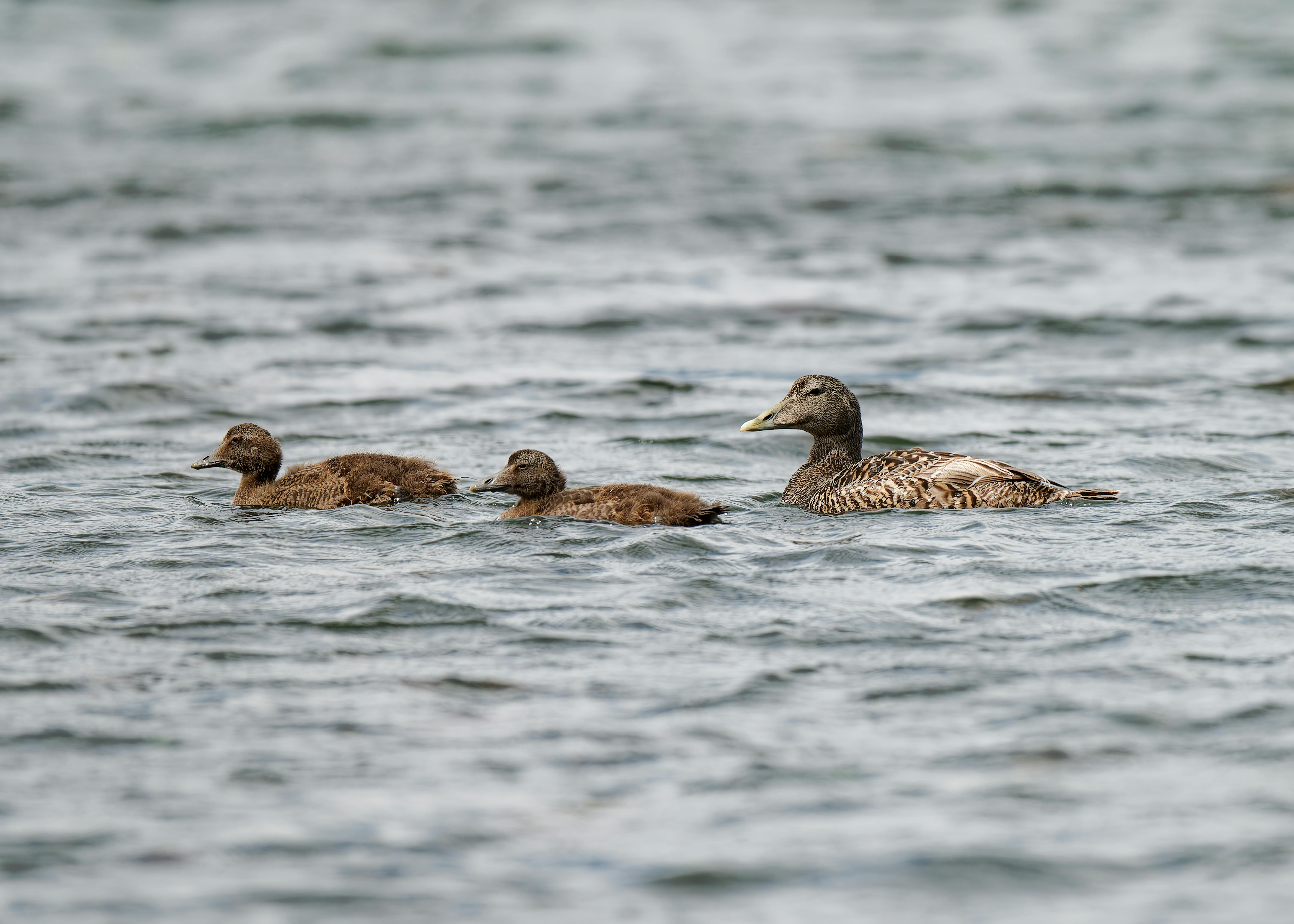 Discovering the Hidden Secrets of Digital Transformation