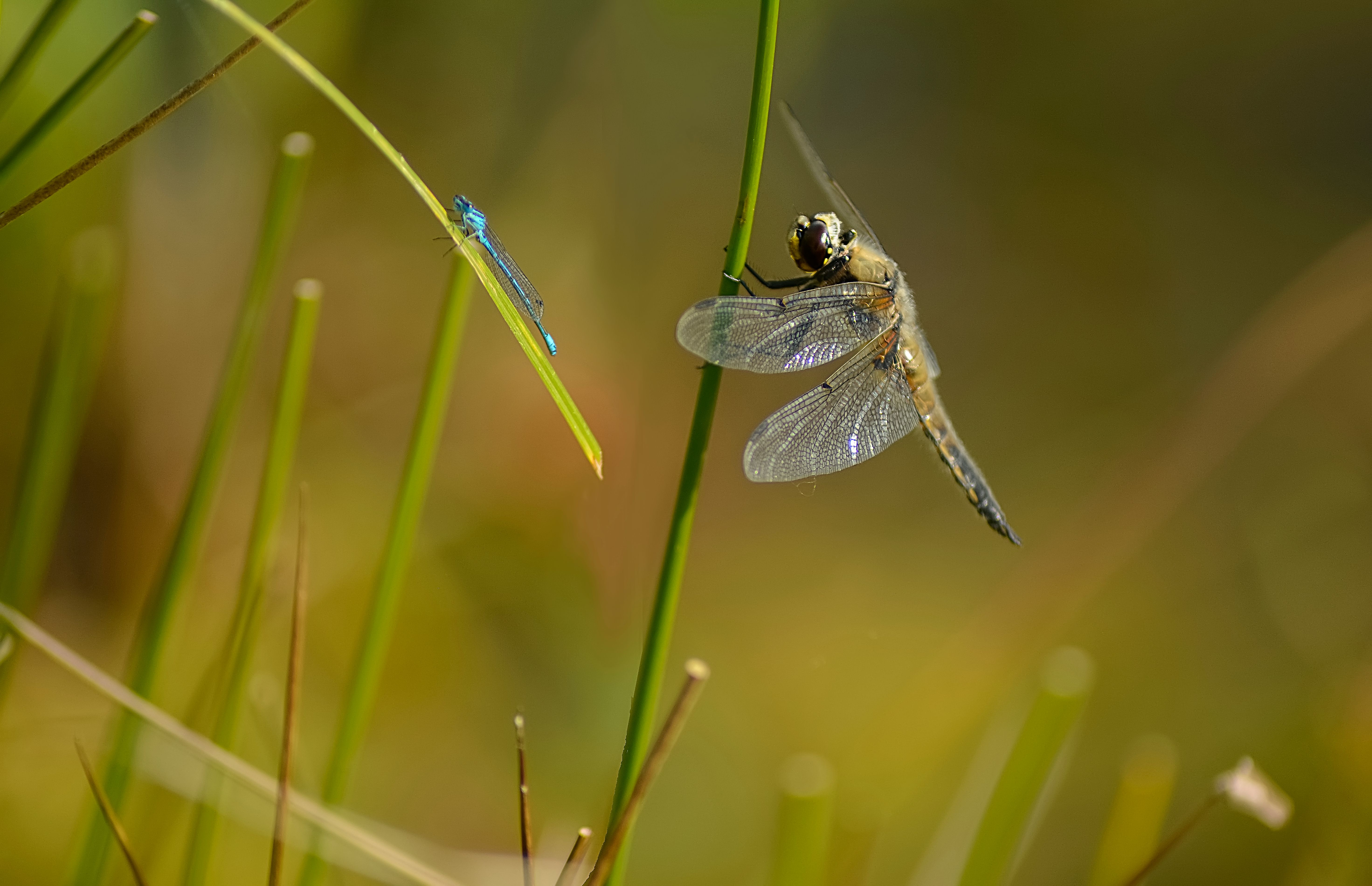 Close-up of Dragonfly and Damselfly on Grass · Free Stock Photo
