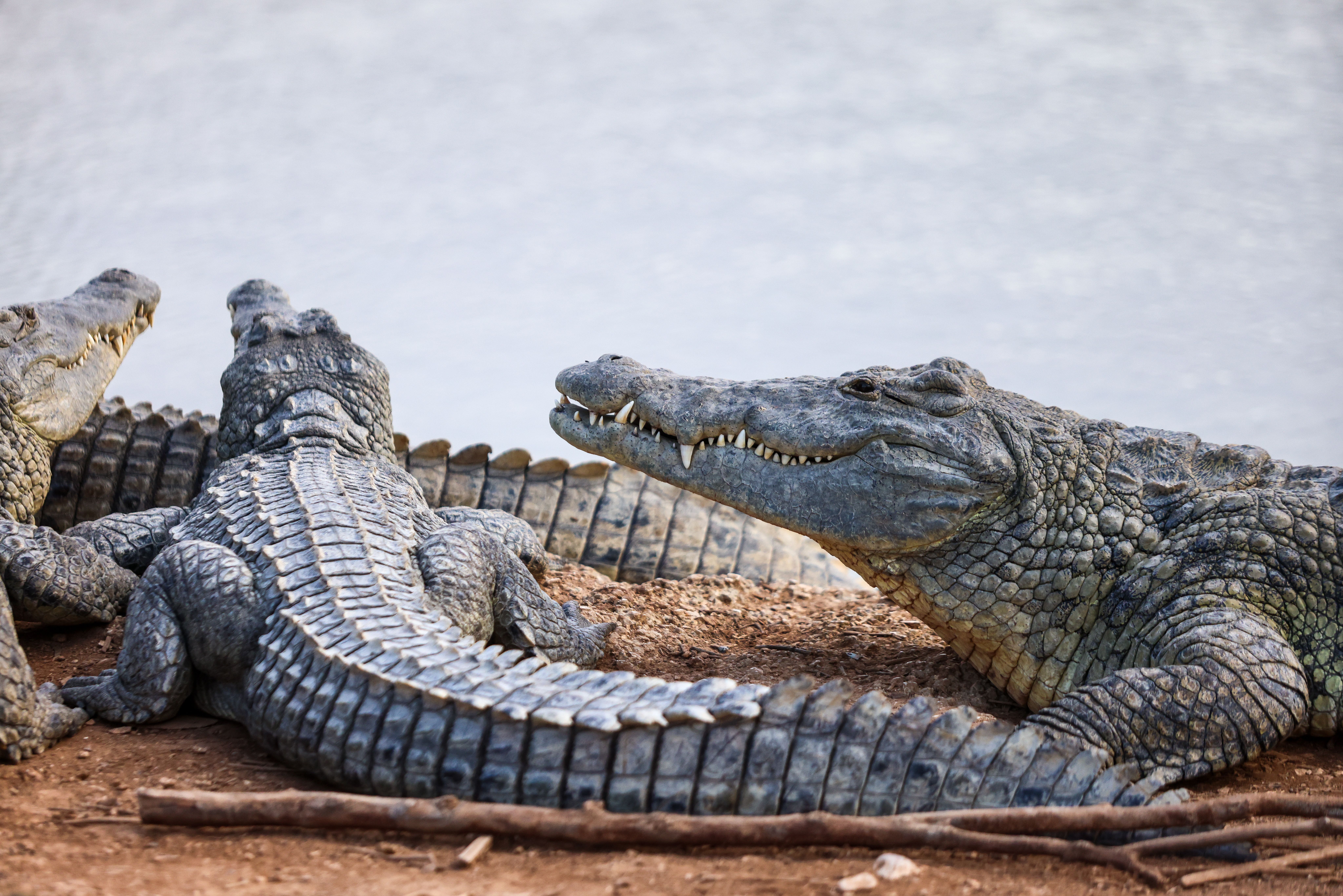 Nile Crocodiles Relaxing by the Water's Edge · Free Stock Photo