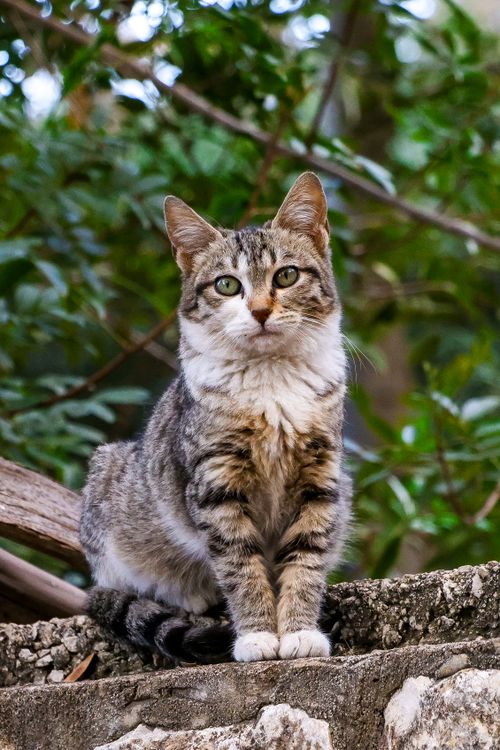 Free A tabby cat perched on a stone wall with green foliage in the background. Stock Photo