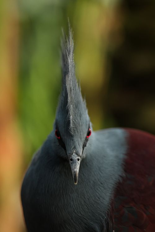 Free Stunning portrait of a Victoria Crowned Pigeon with a dramatic crest and striking red eyes. Stock Photo