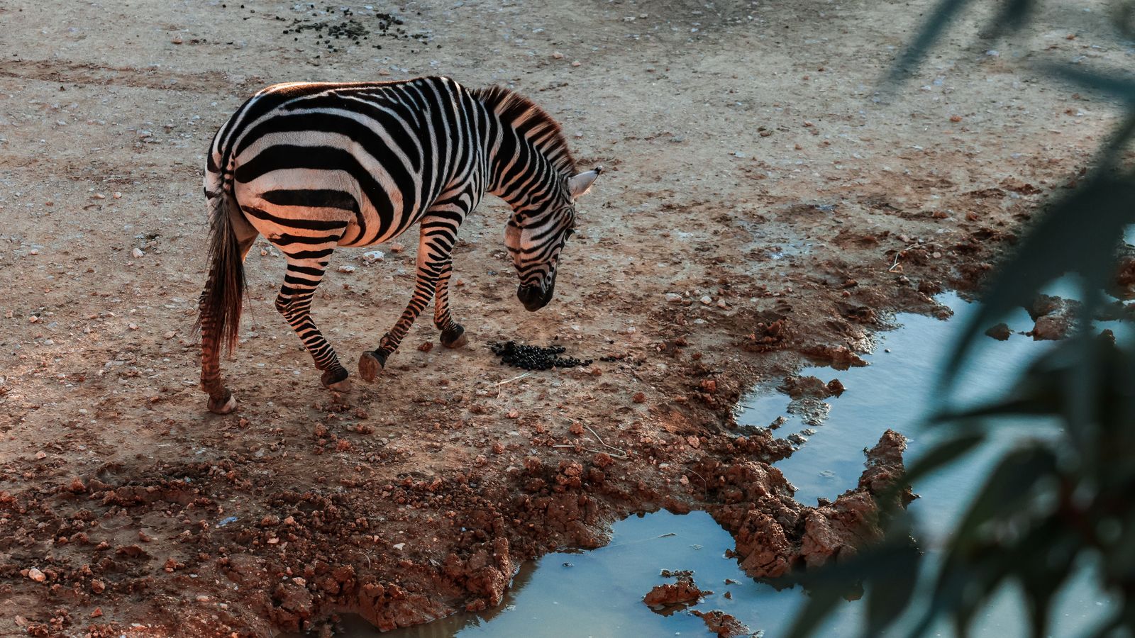 Zebra at a waterhole in natural habitat, Malawi