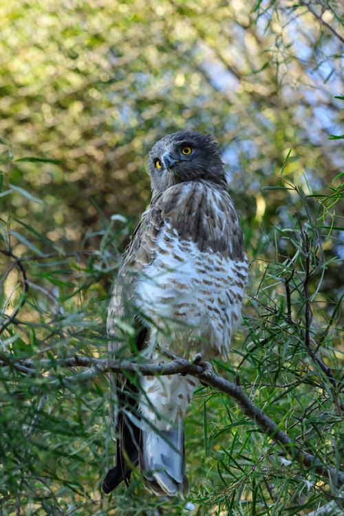 Free A majestic hawk with captivating eyes, perched on a branch amidst lush greenery in the wild. Stock Photo