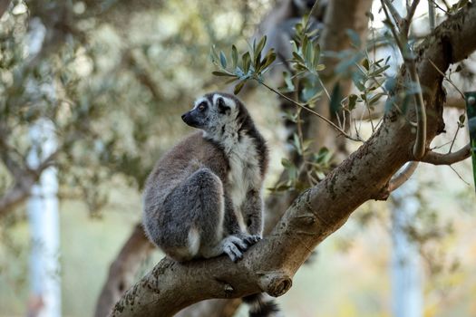 Ranomafana cloud forest lemurs — Madagascar