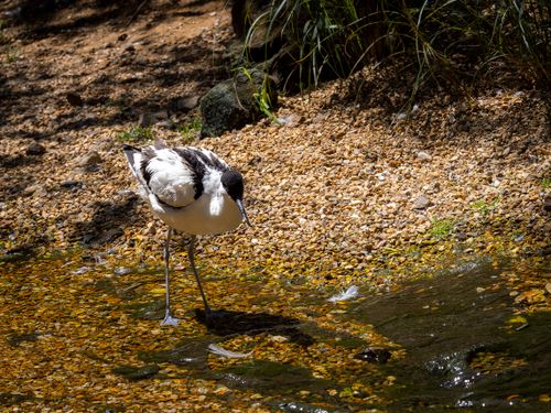 Free An avocet elegantly foraging in a sunny pebbled stream, showcasing its graceful stance. Stock Photo